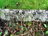 image of grave number 519916